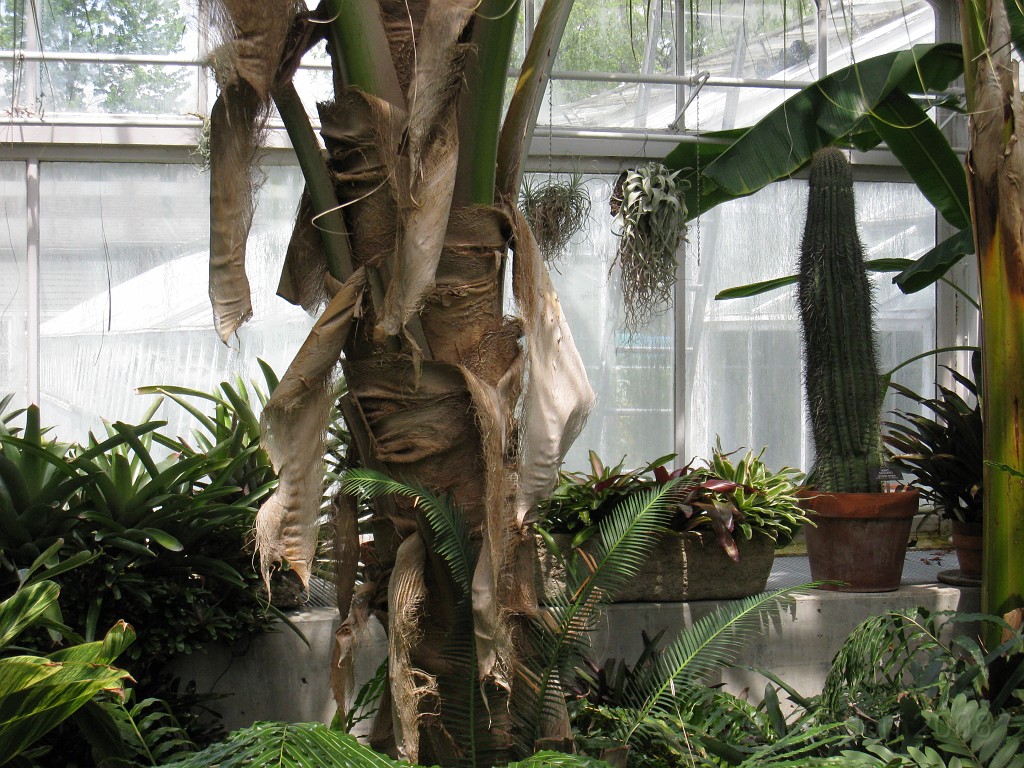 Dart Frog Dash 08 0496.jpg - The Toledo Ohio Zoo held the 2008 Dart Frog Dash 5K race on May 17, 2008. The weather was great, the race went fine, and the animals were fun to see! The highlight was the nursing Polar Bear Cubs - two 330 pound "babies" tugging on mama.